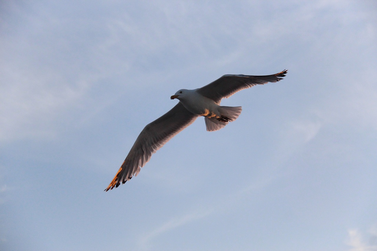 seagull  bird  animal free photo