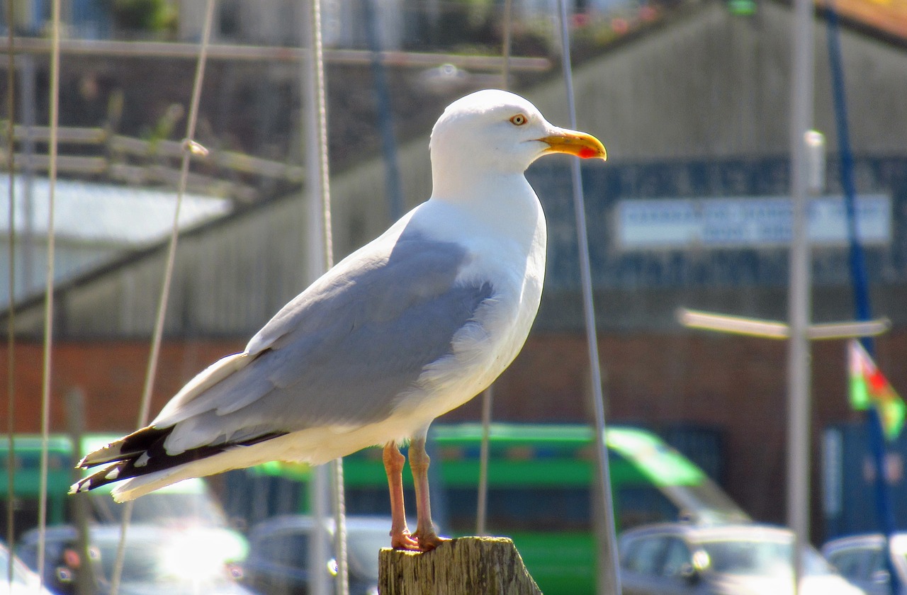 seagull  wales  bird free photo