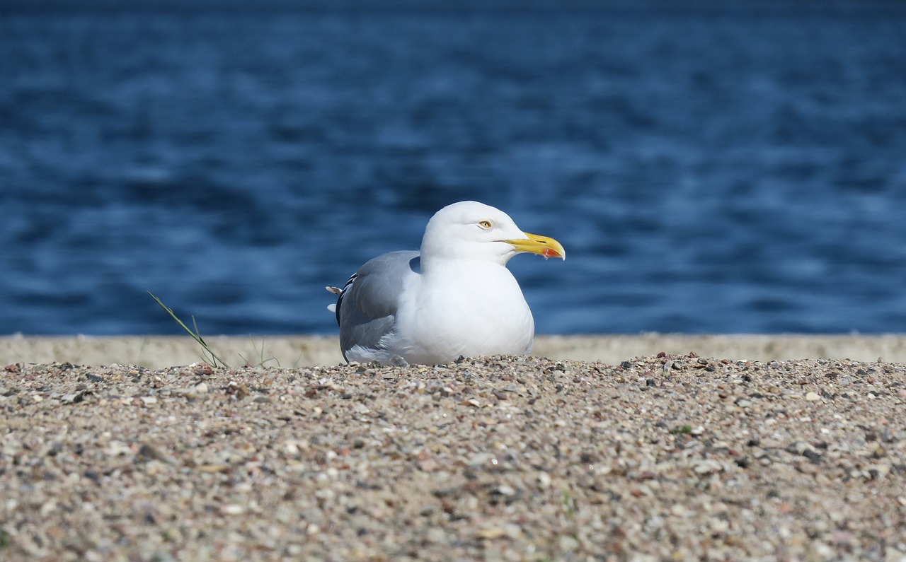 seagull  bird  water free photo