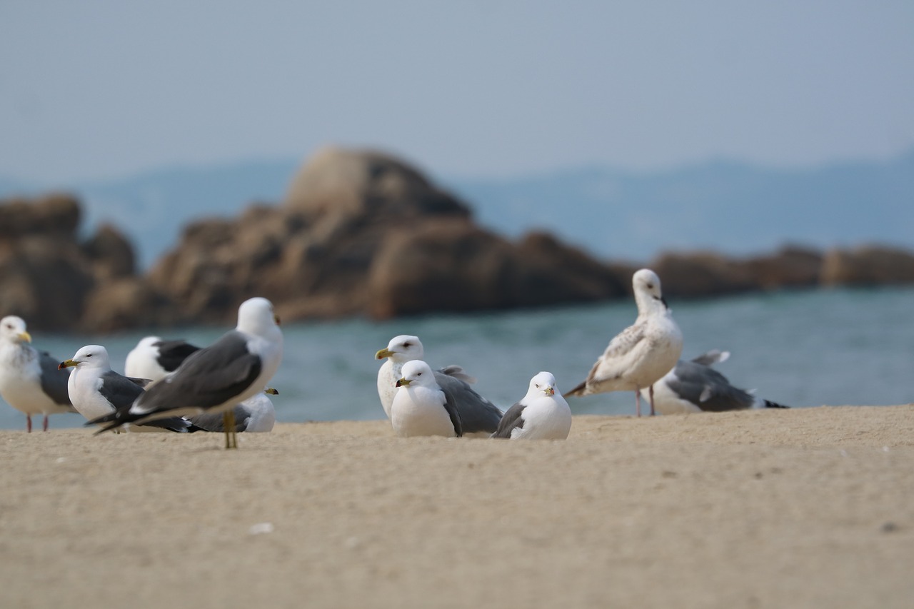 seagull  break  hajodae beach free photo