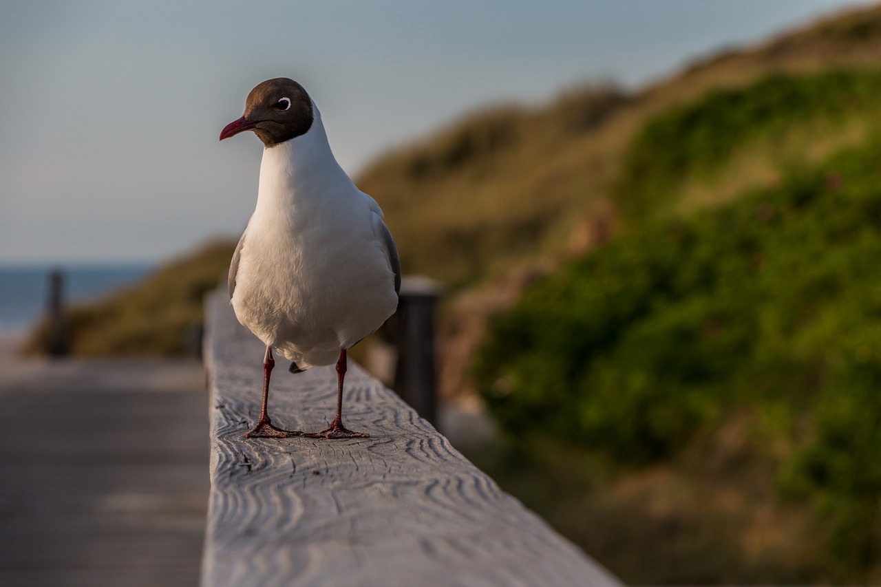 seagull  water  beach free photo