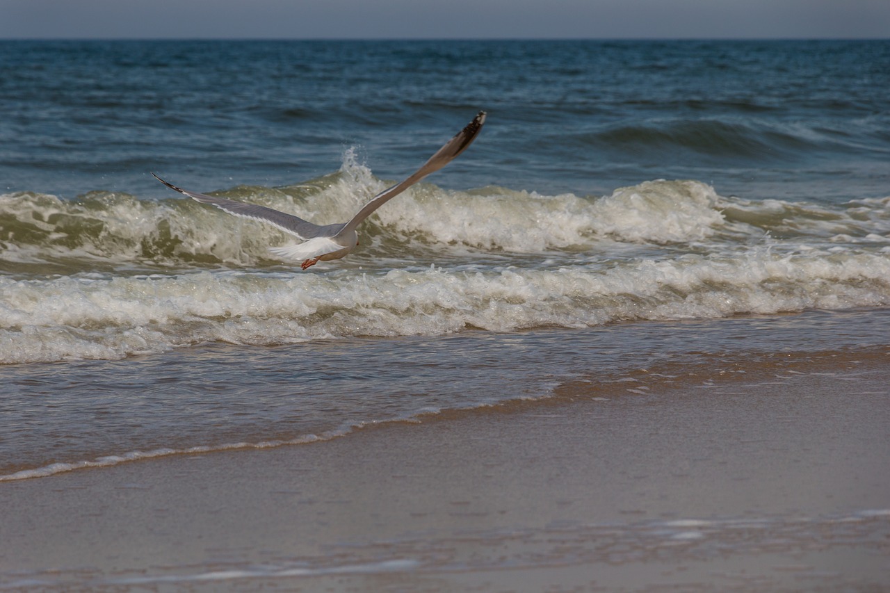 seagull  north sea  sylt free photo