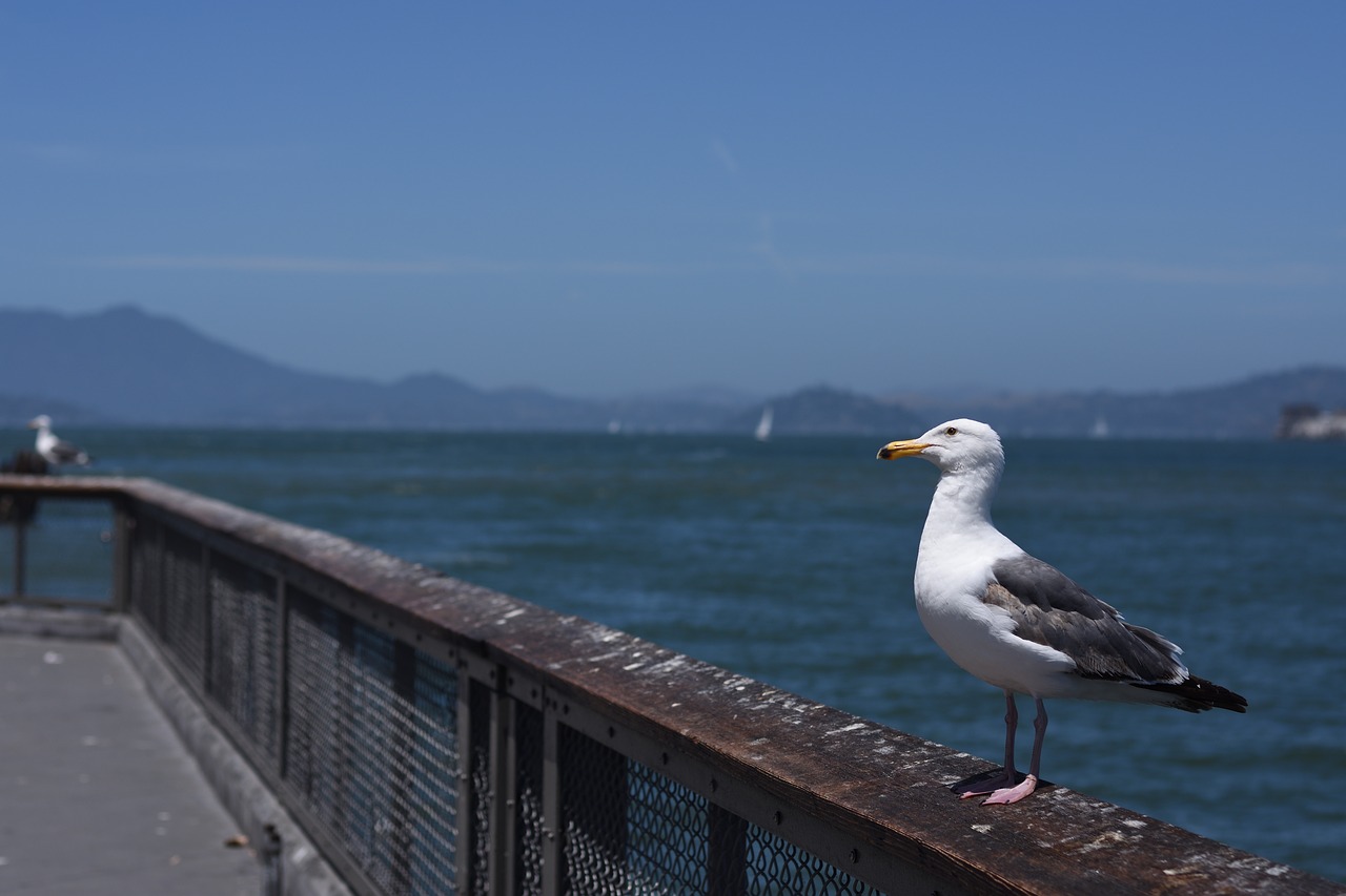 seagull  bird  birds free photo