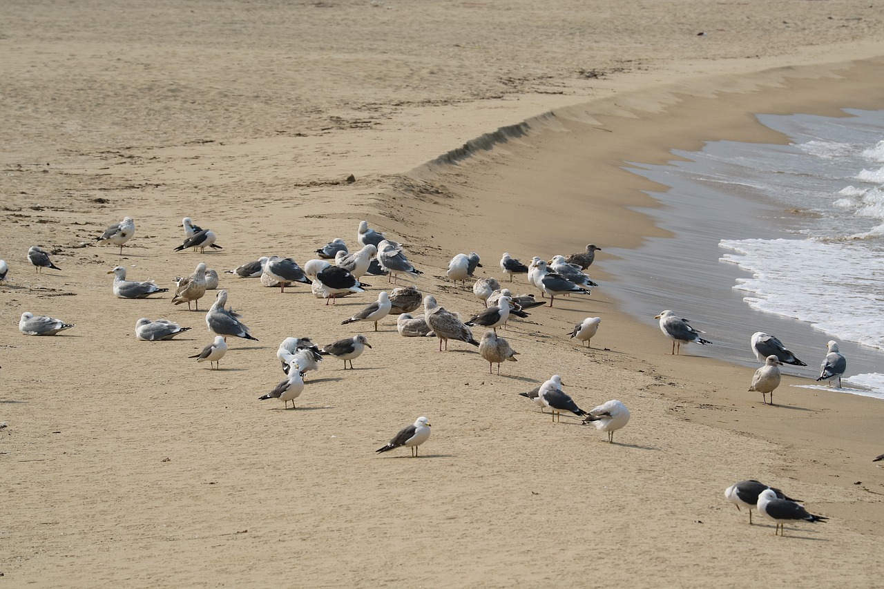 seagull  break  sand to the beach free photo