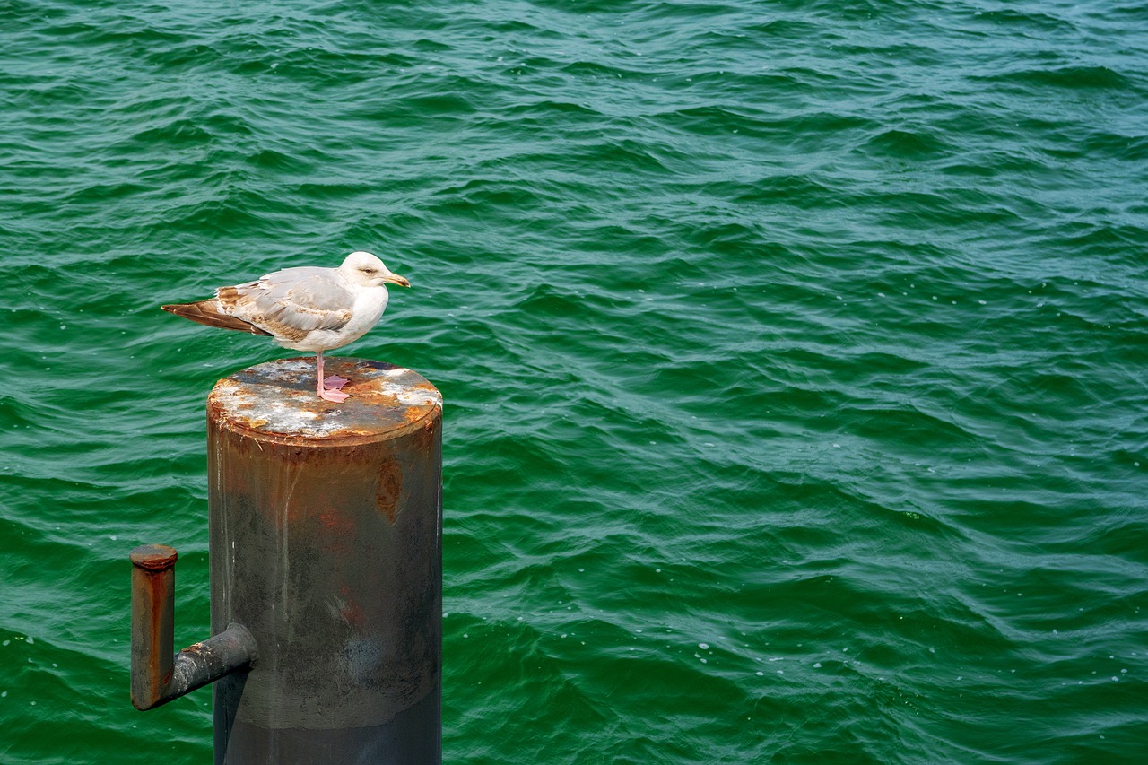 seagull  sea  baltic sea free photo