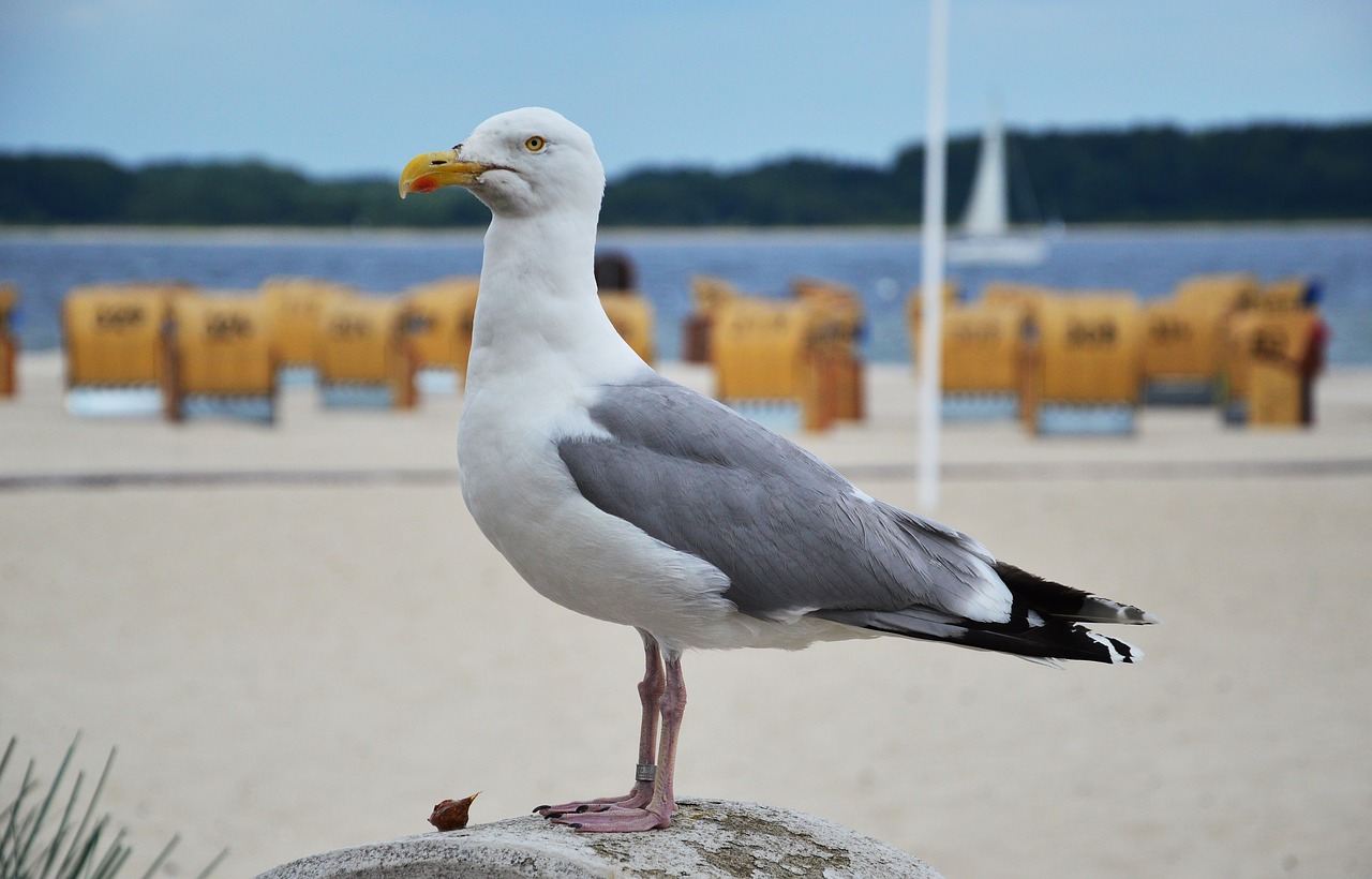 seagull  baltic sea  bird free photo