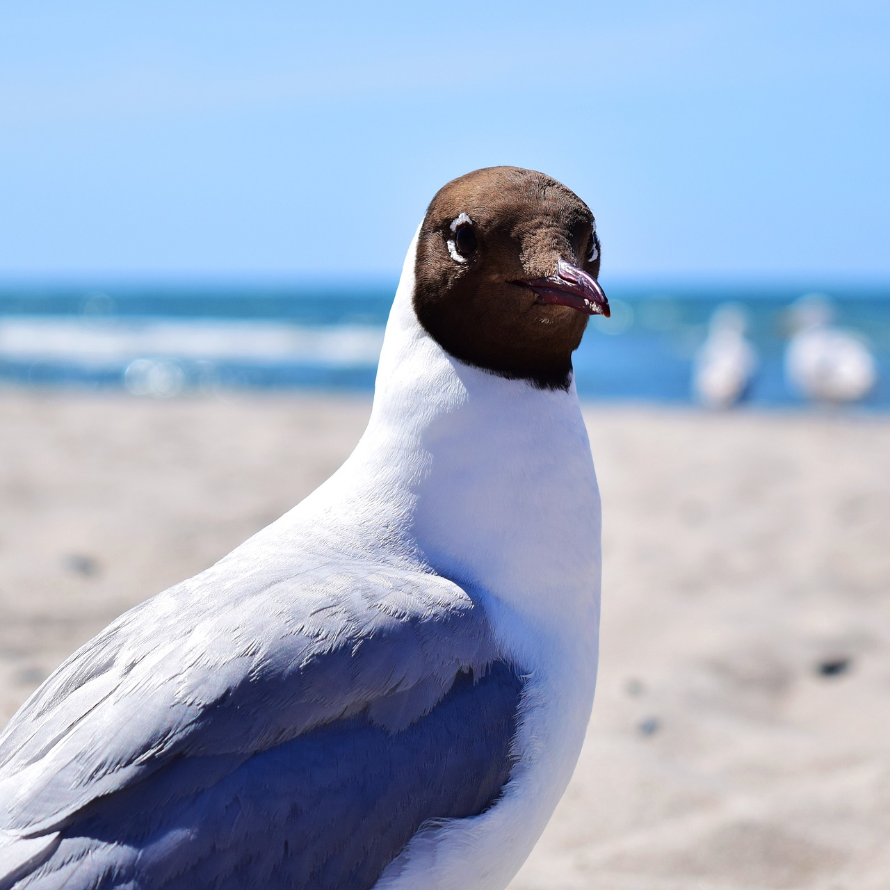 seagull  bird  plumage free photo