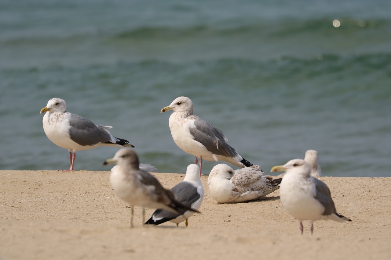 seagull  sand to the beach  spring mobile free photo