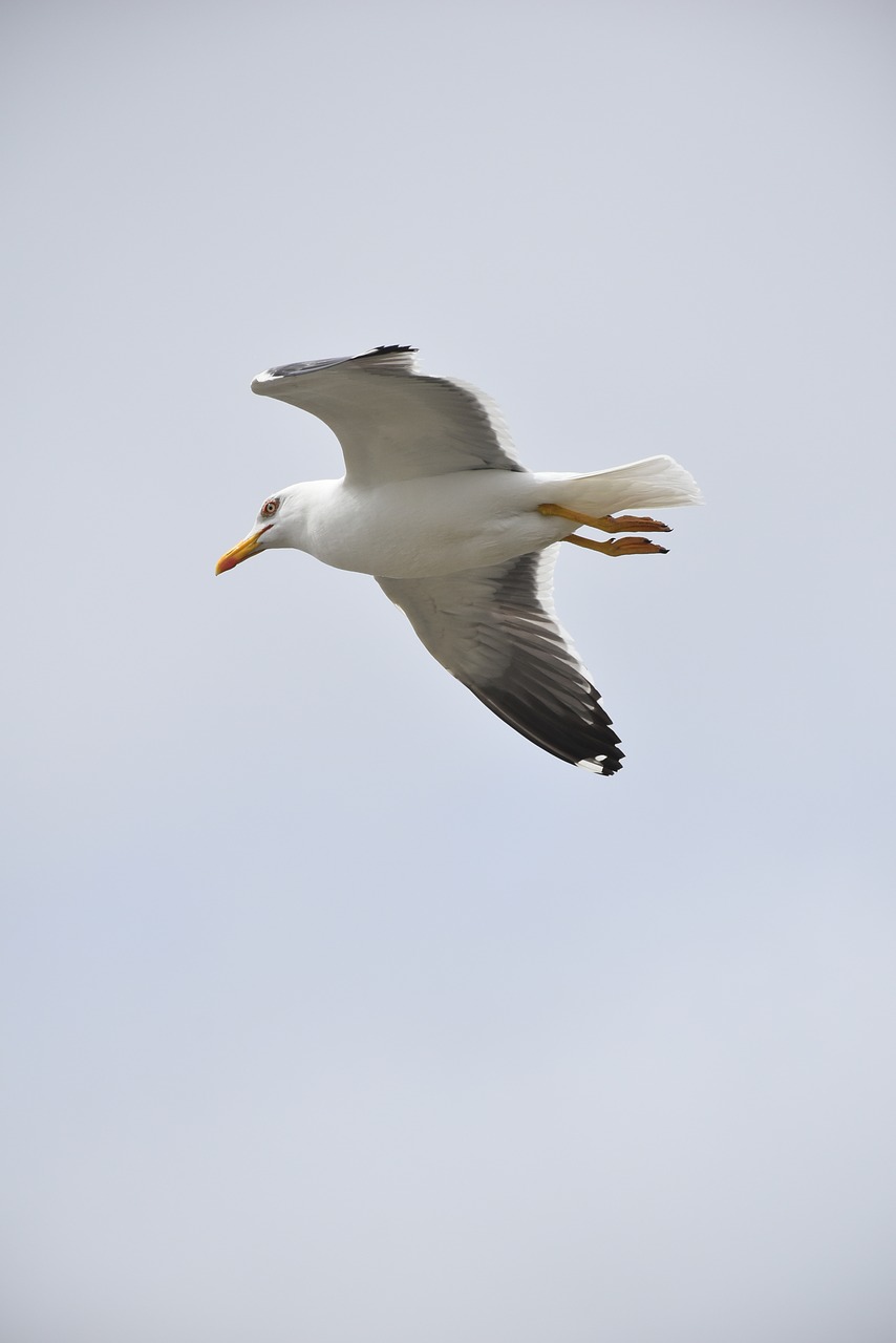 seagull  bird  wings free photo