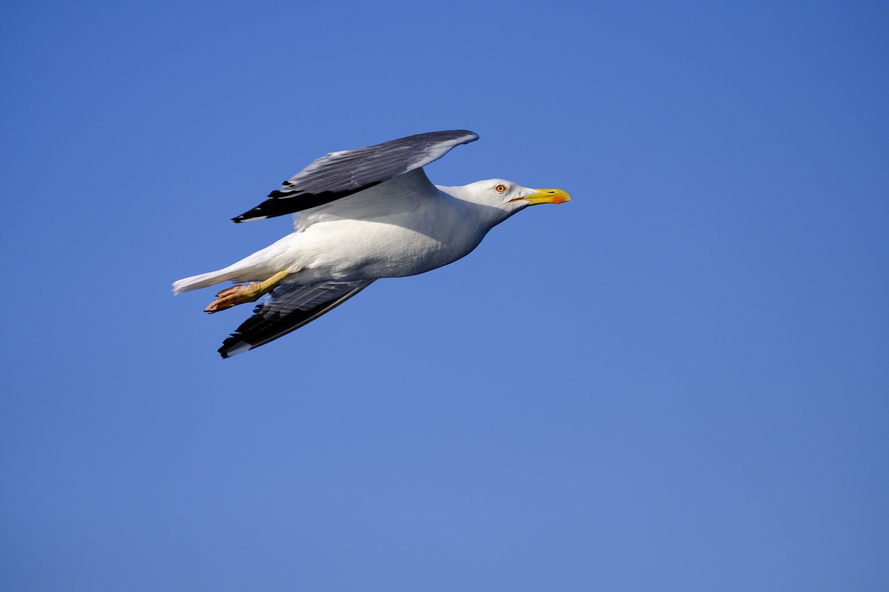 seagull  bird  water bird free photo