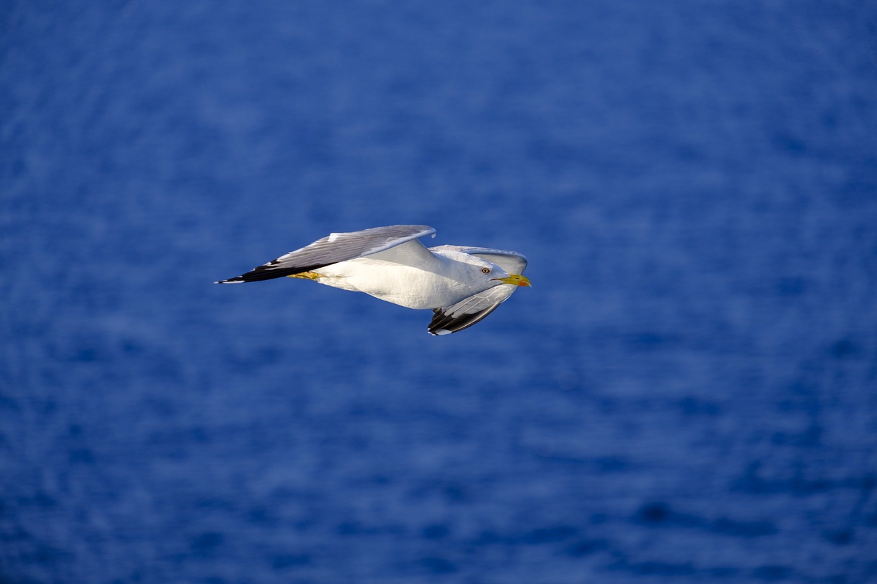 seagull  bird  water bird free photo