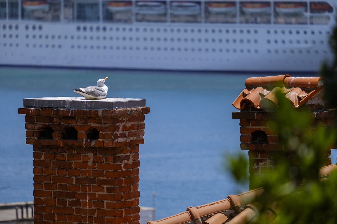 seagull  bird  water bird free photo