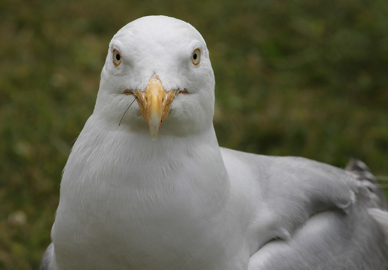 seagull  close up  view free photo