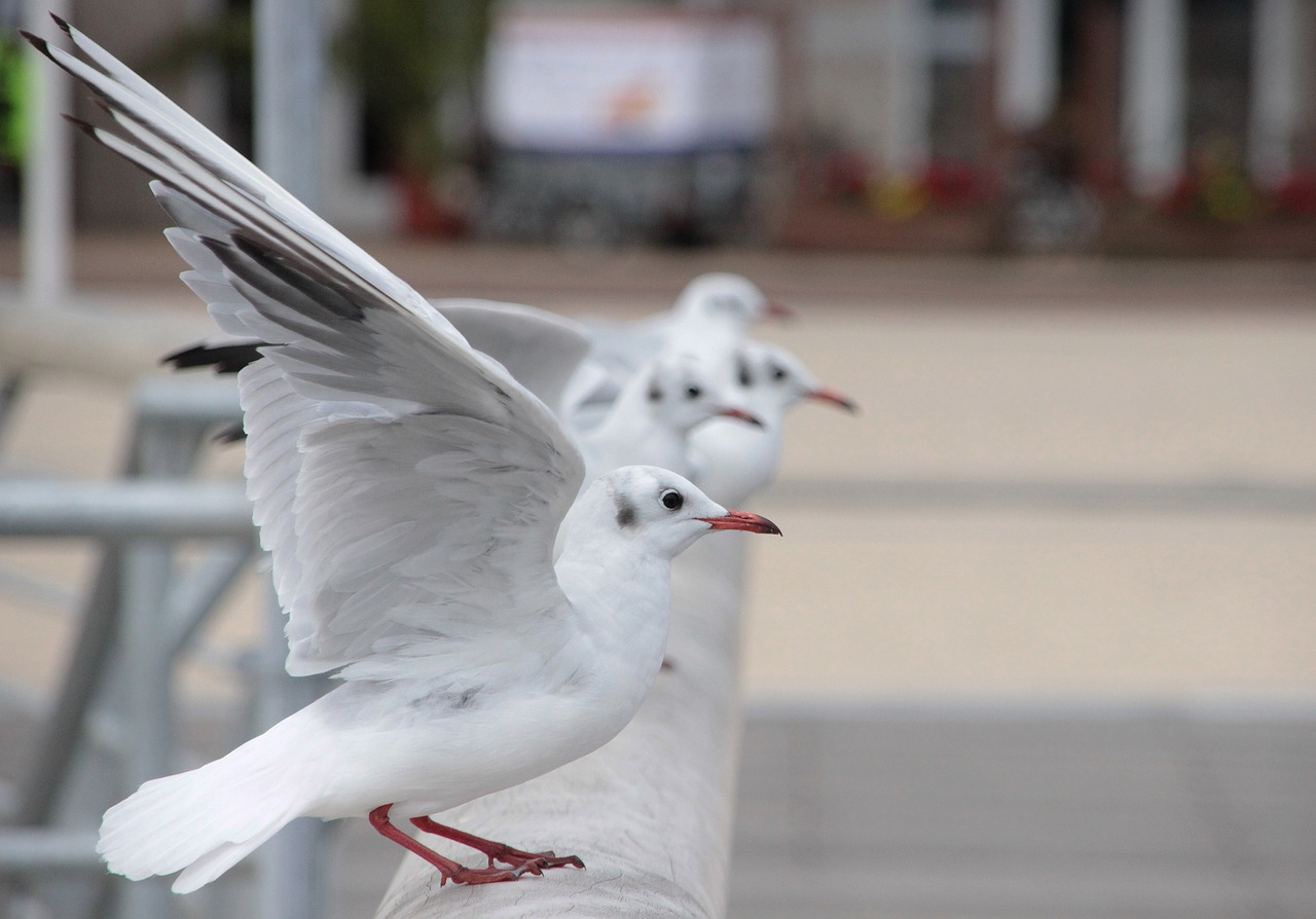 seagull  baltic sea  sea free photo