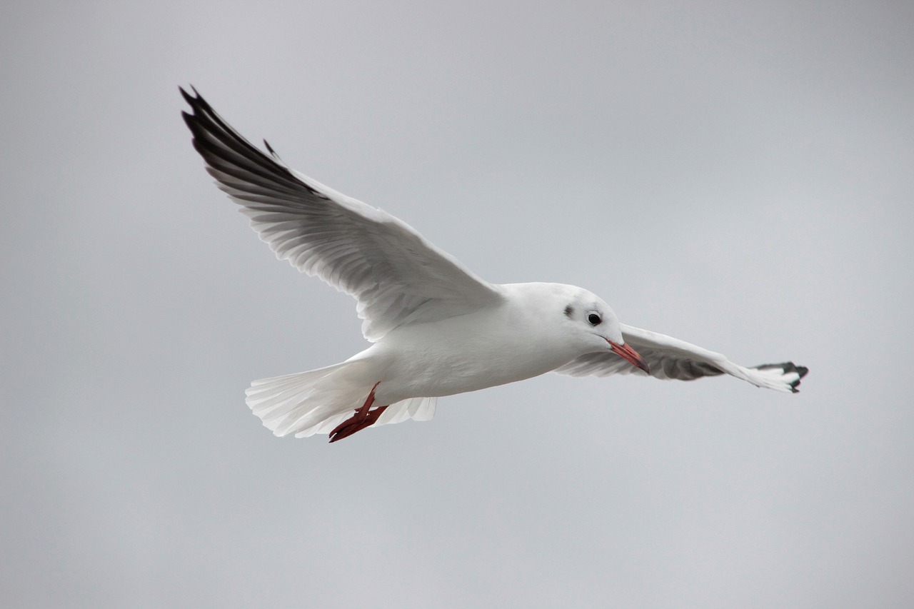 seagull  baltic sea  sea free photo