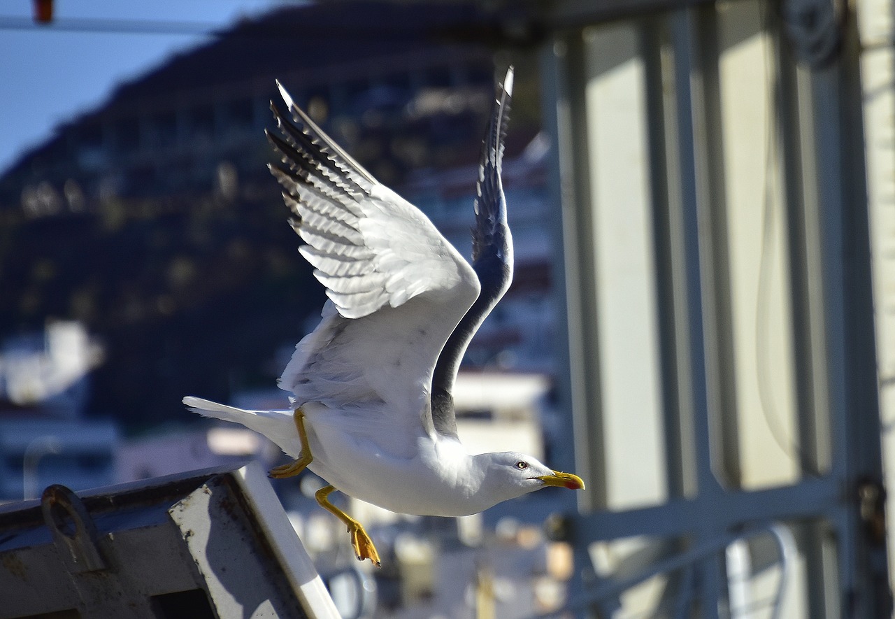 seagull  birds  seabirds free photo