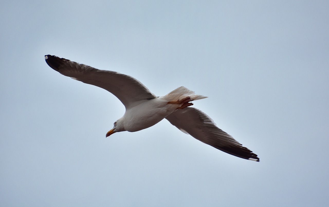 seagull  birds  nature free photo