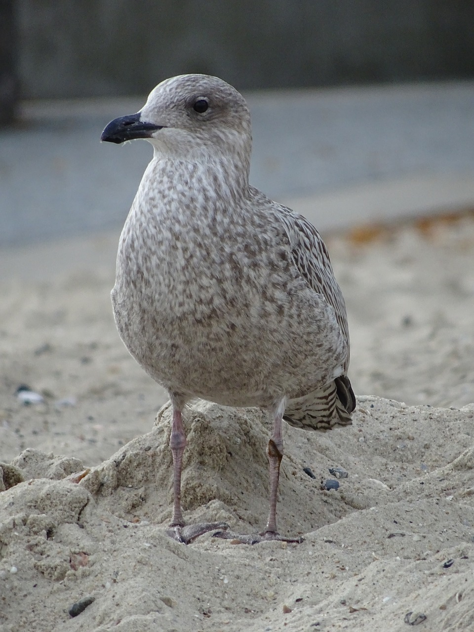 seagull  bird  north sea free photo