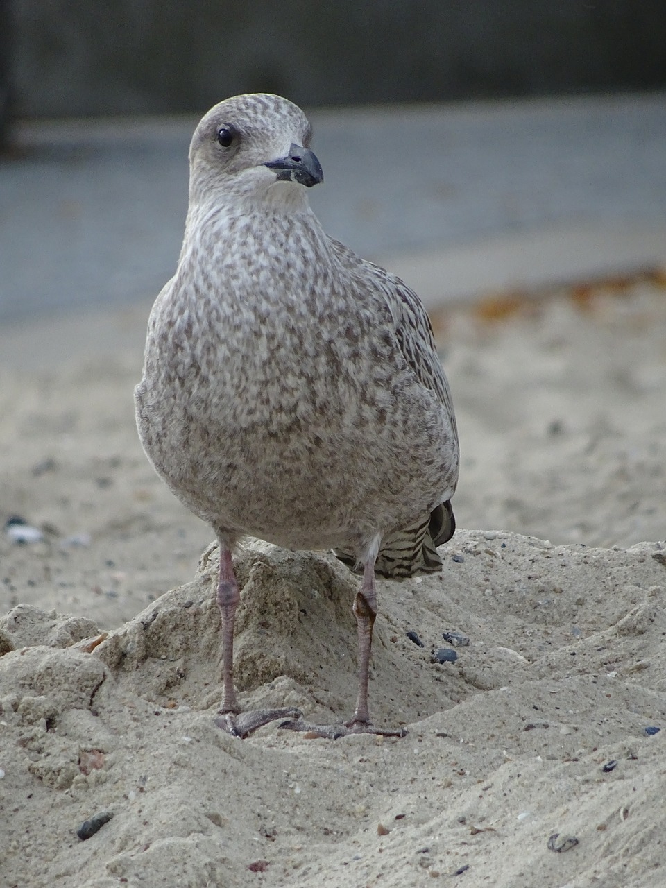 seagull  beach  north sea free photo