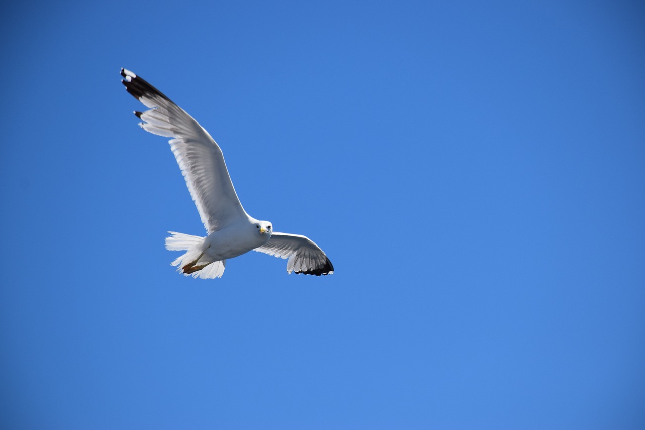 seagull  blue sky  fly free photo