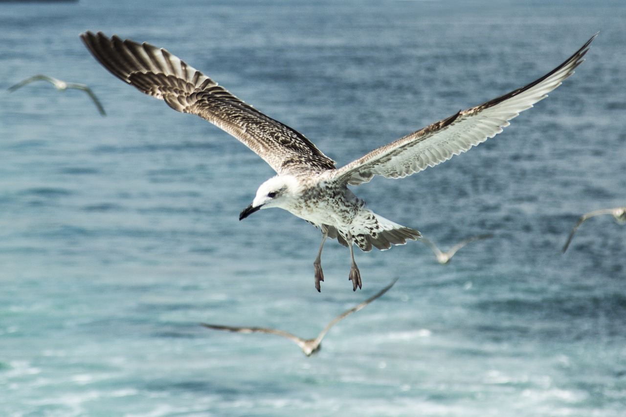 seagull  ocean  sea free photo