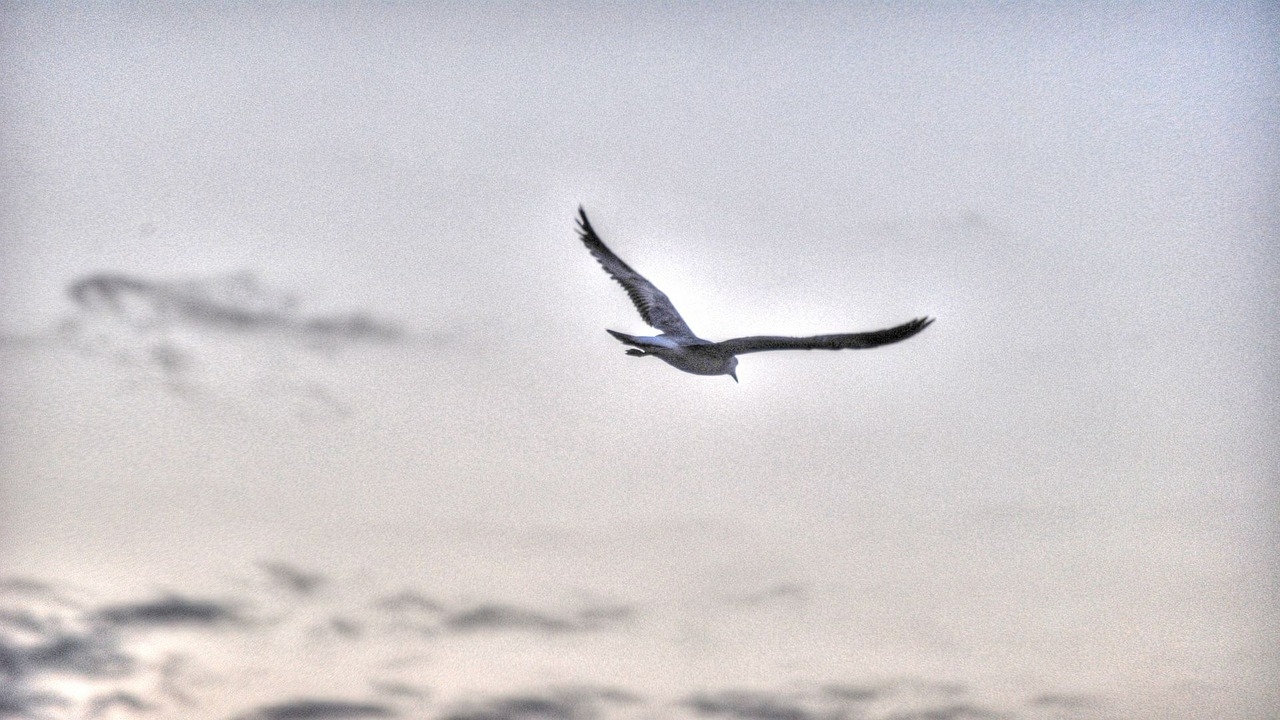 seagull sky clouds free photo