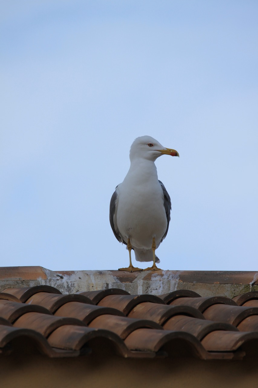 seagull  seevogel  water bird free photo