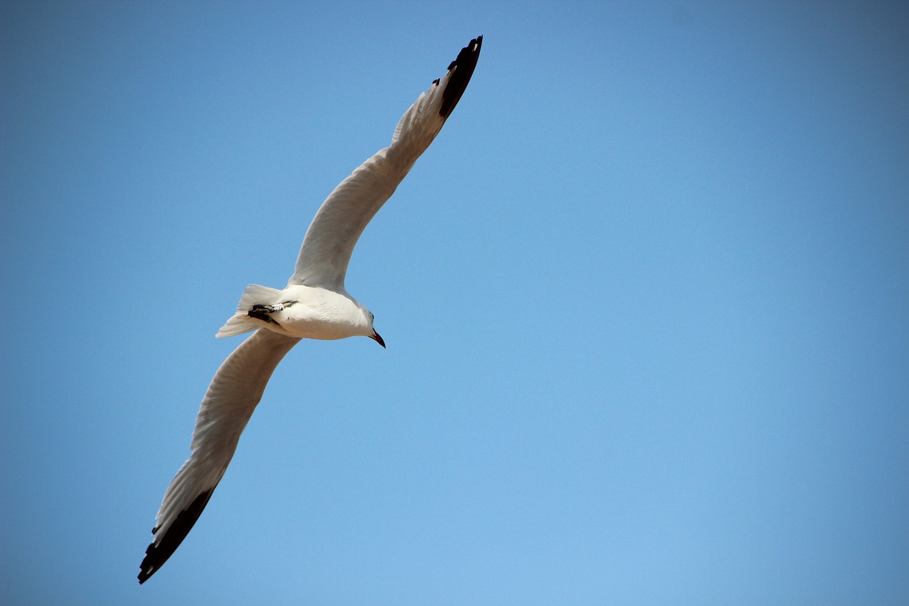 seagull  bird  fly free photo
