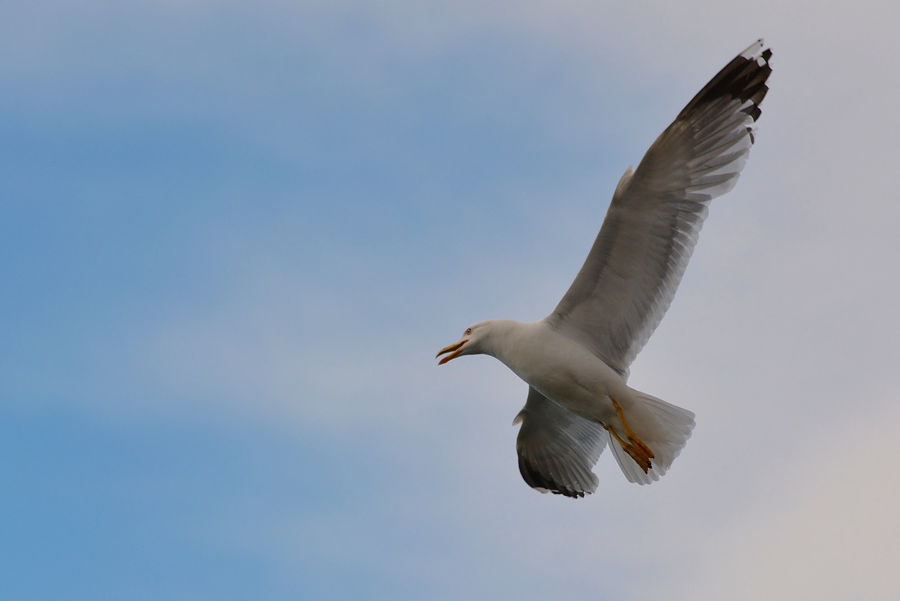 seagull  adriatic sea  nature free photo