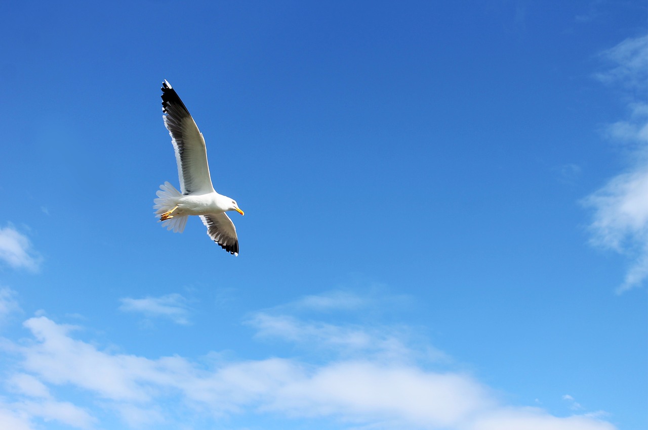seagull  gull  herring free photo