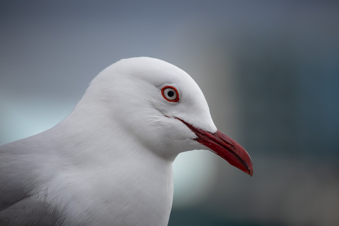 seagull  closeup  portrait free photo