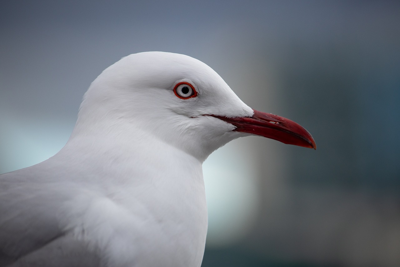 seagull  closeup  bird free photo