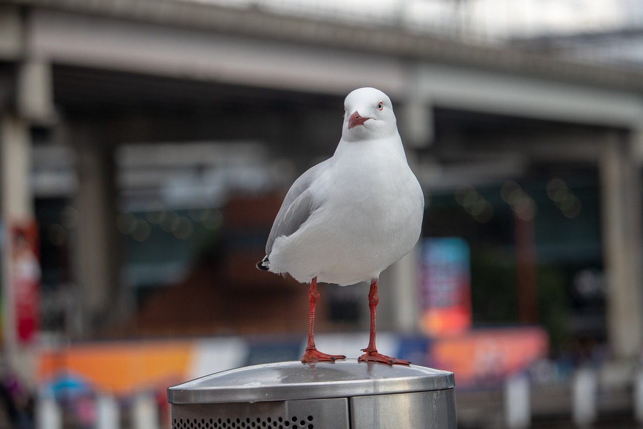 seagull  wild  bird free photo