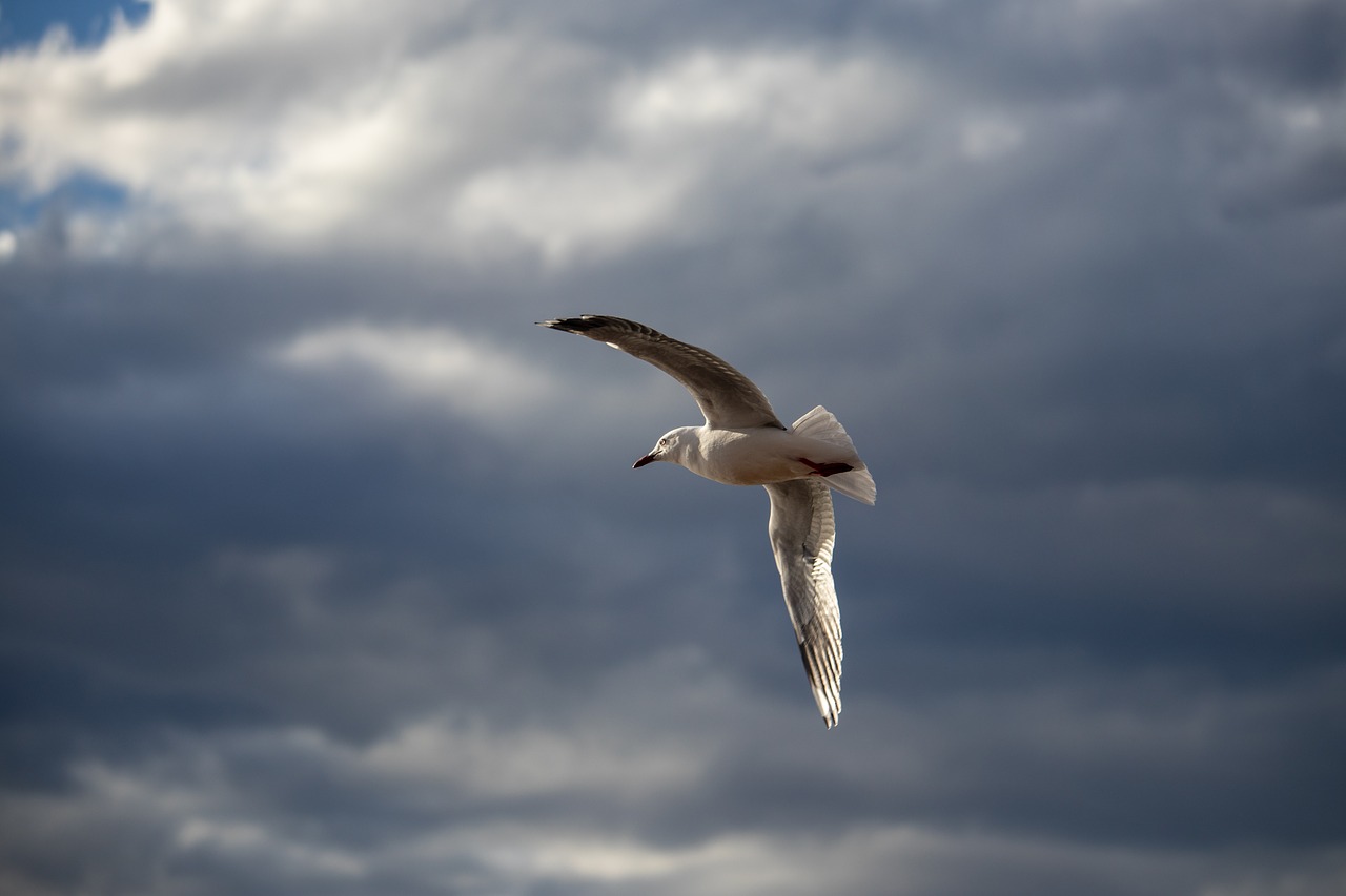 seagull  flying  bird free photo