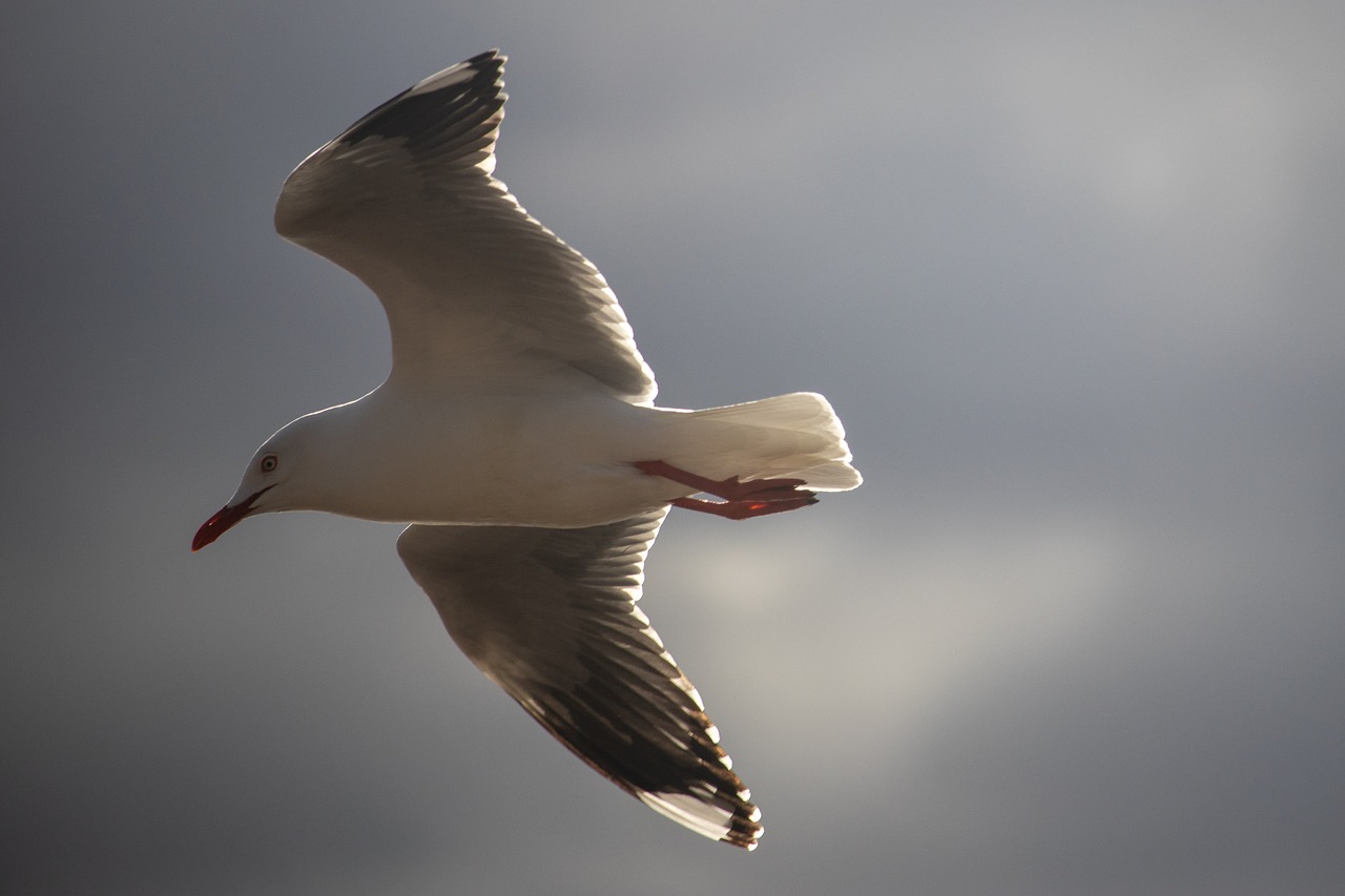 seagull  flying  bird free photo