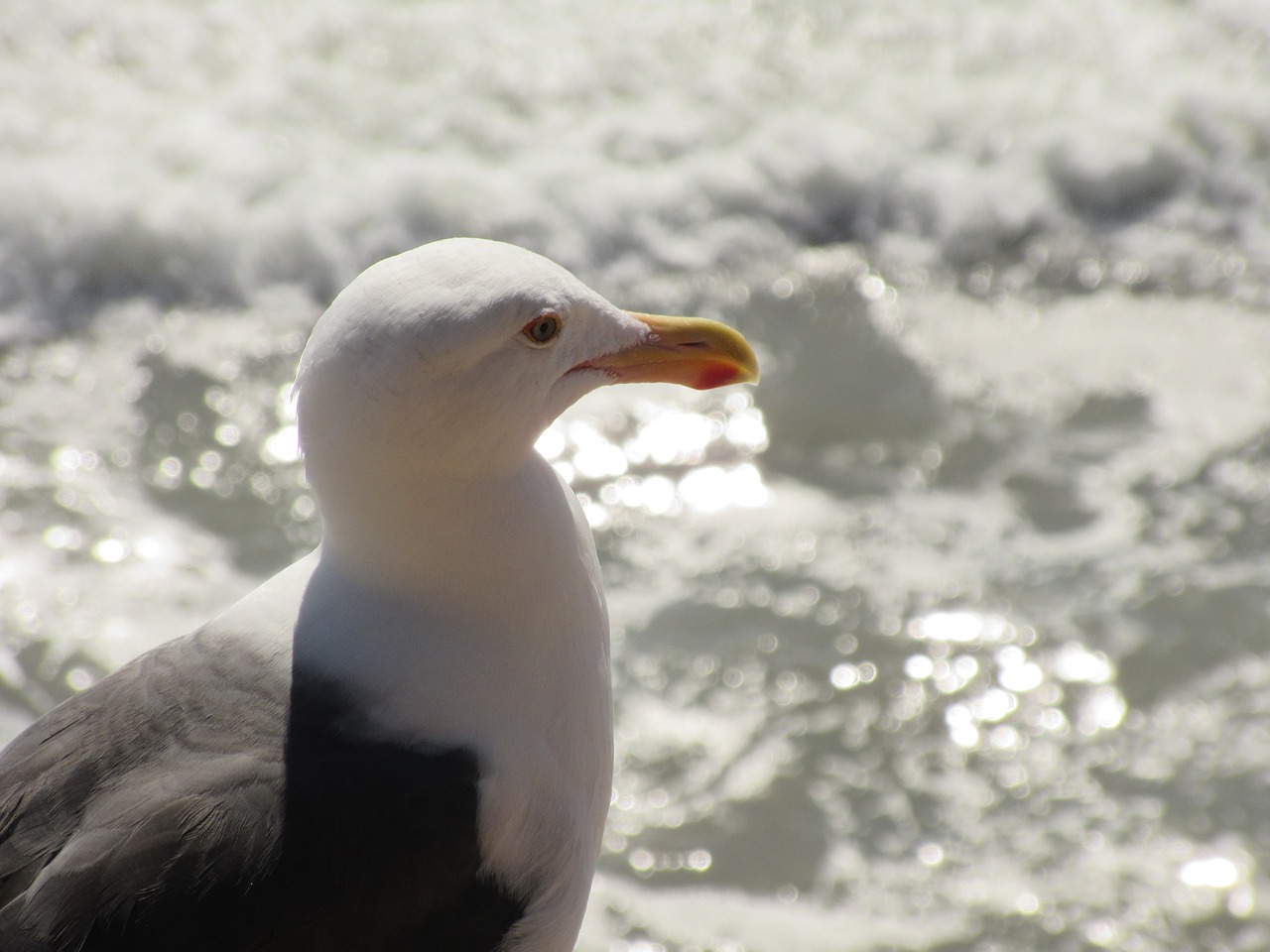 seagull  sea  waves free photo