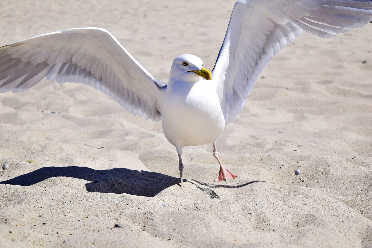 seagull  bird  plumage free photo