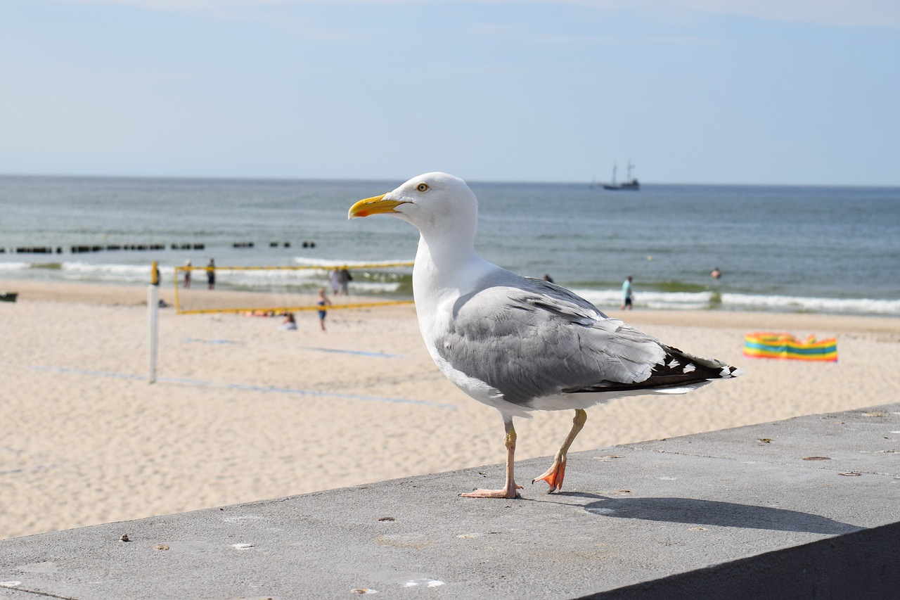 seagull  sea  bird free photo