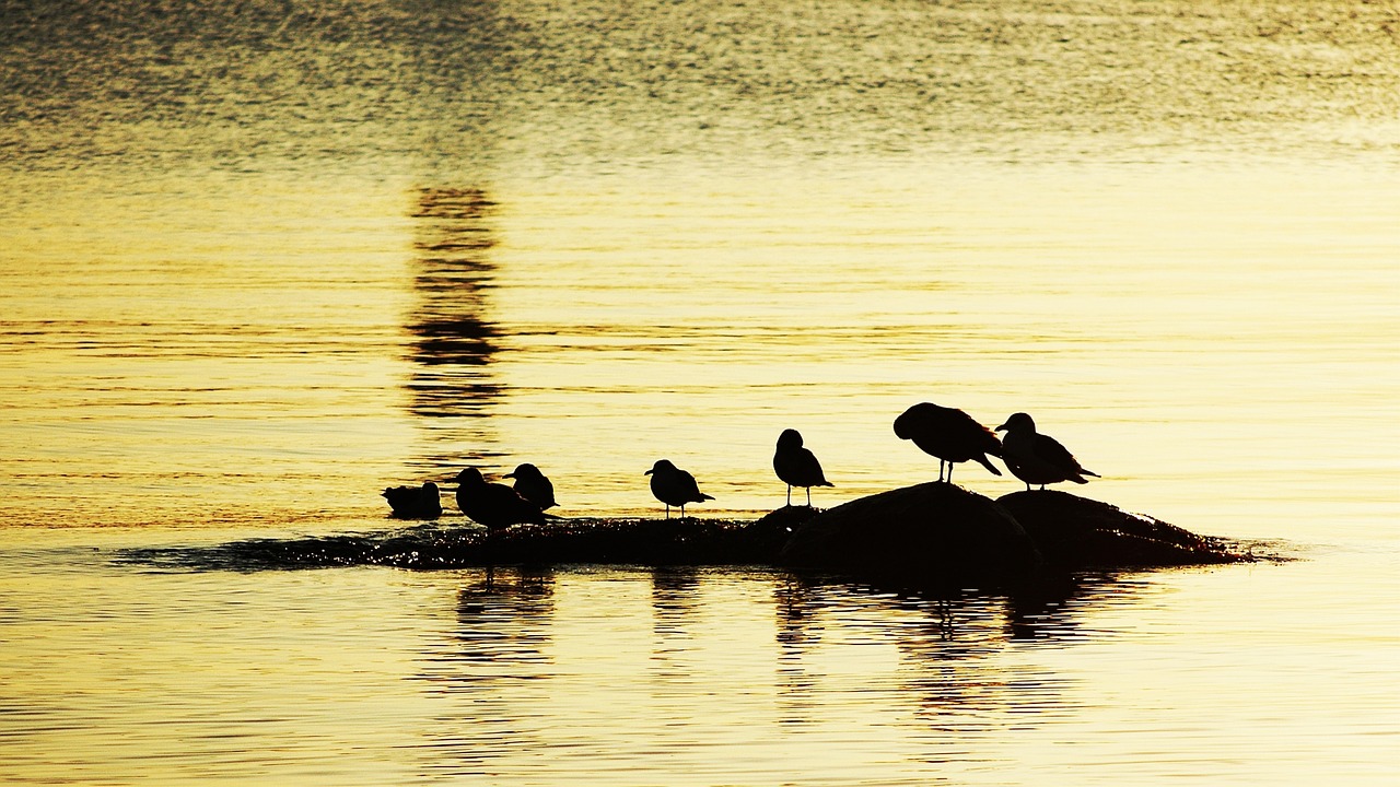 seagull  gyeongpo beach  beach free photo