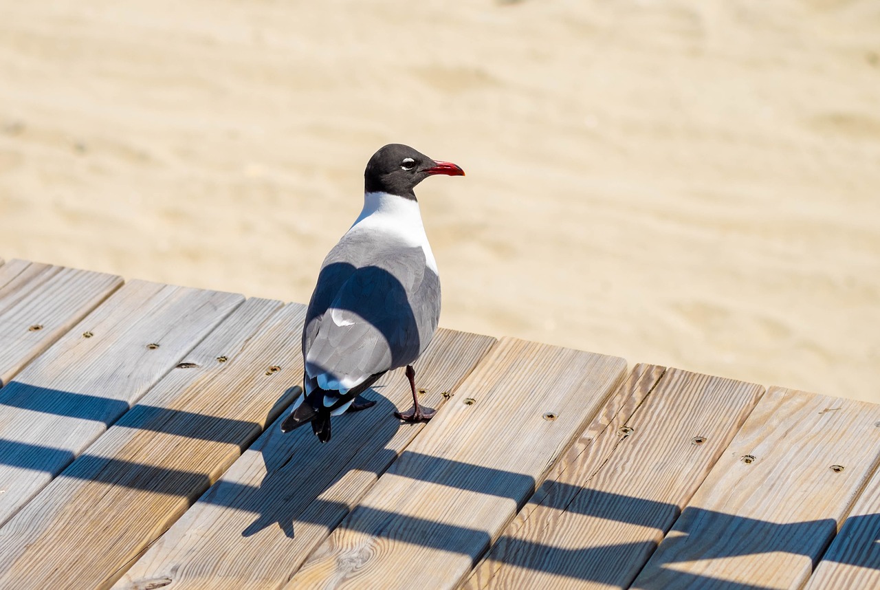 seagull  beach  boardwalk free photo