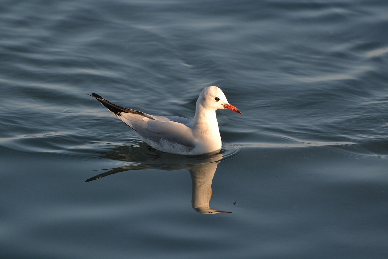 seagull  bird  nature free photo