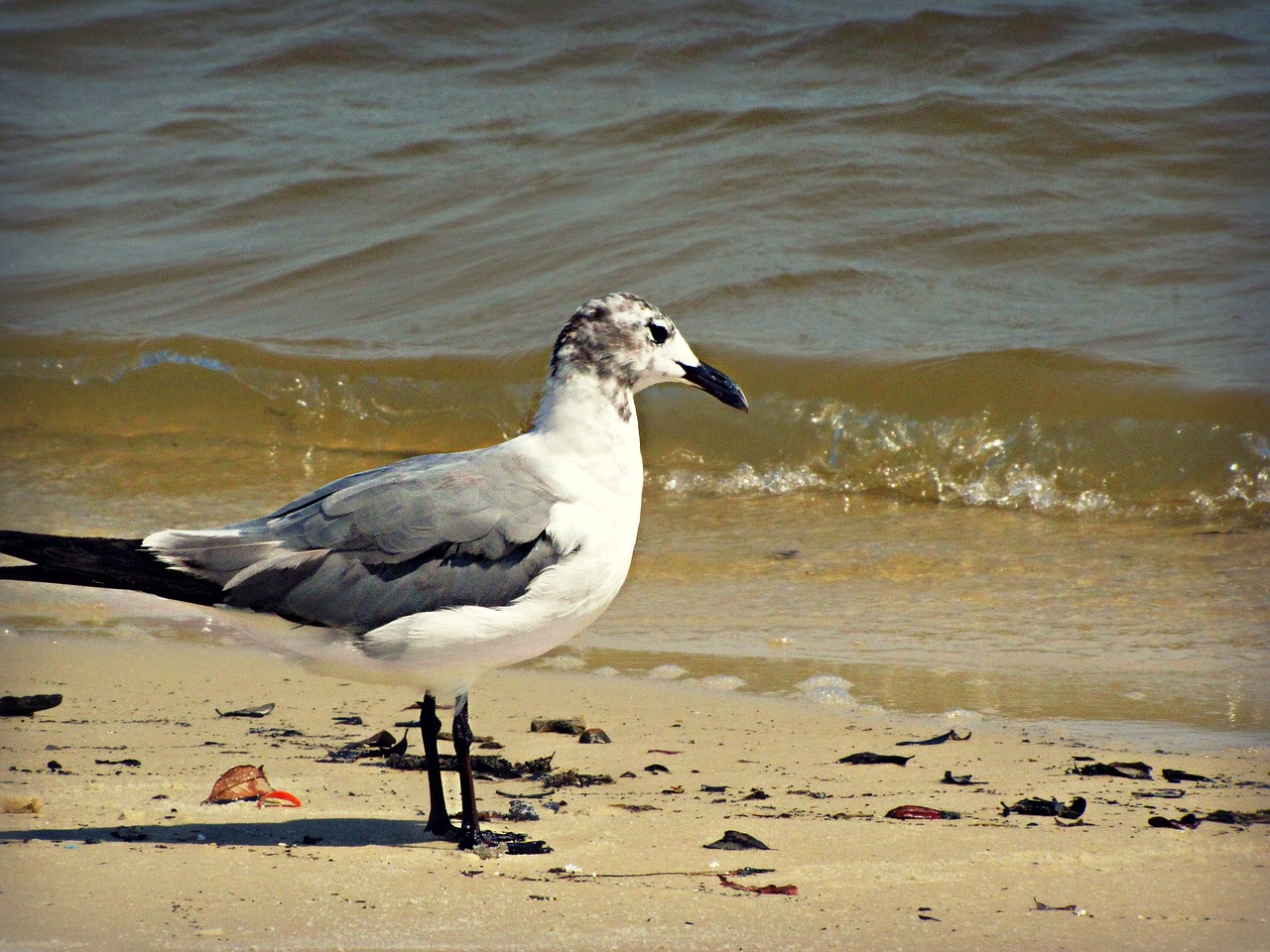 seagull gull bird free photo