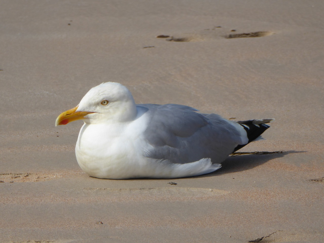 seagull  beach  sea free photo