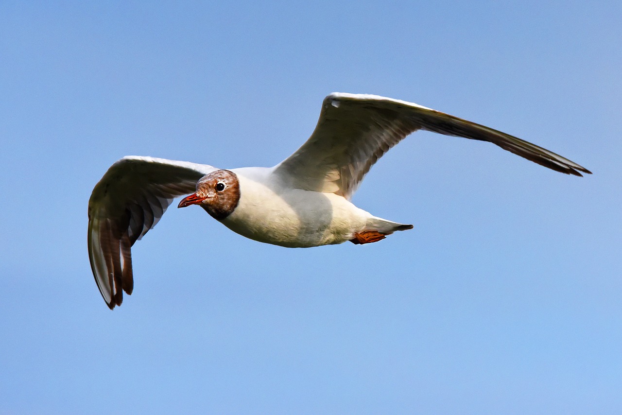 seagull  gull  seabird free photo