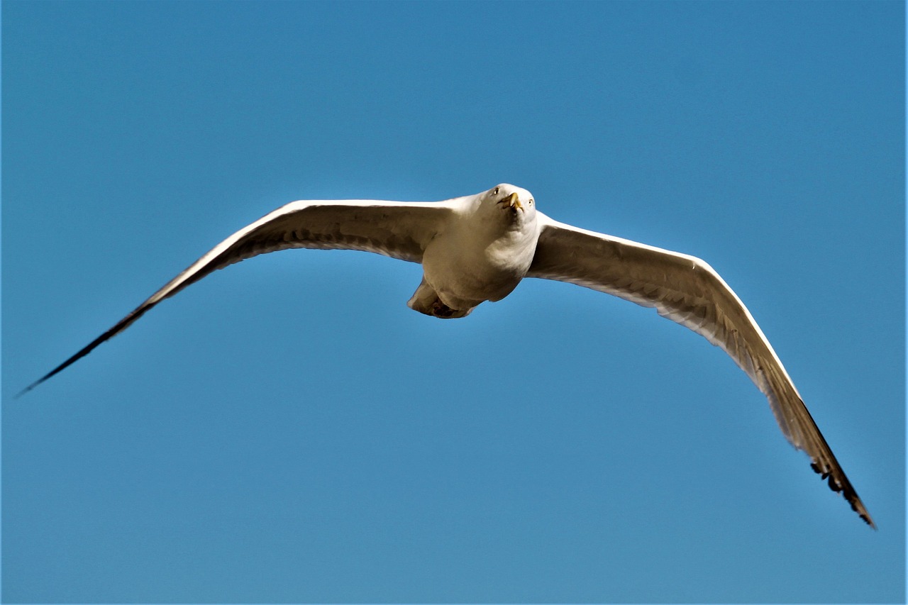 seagull  bird  brighton free photo