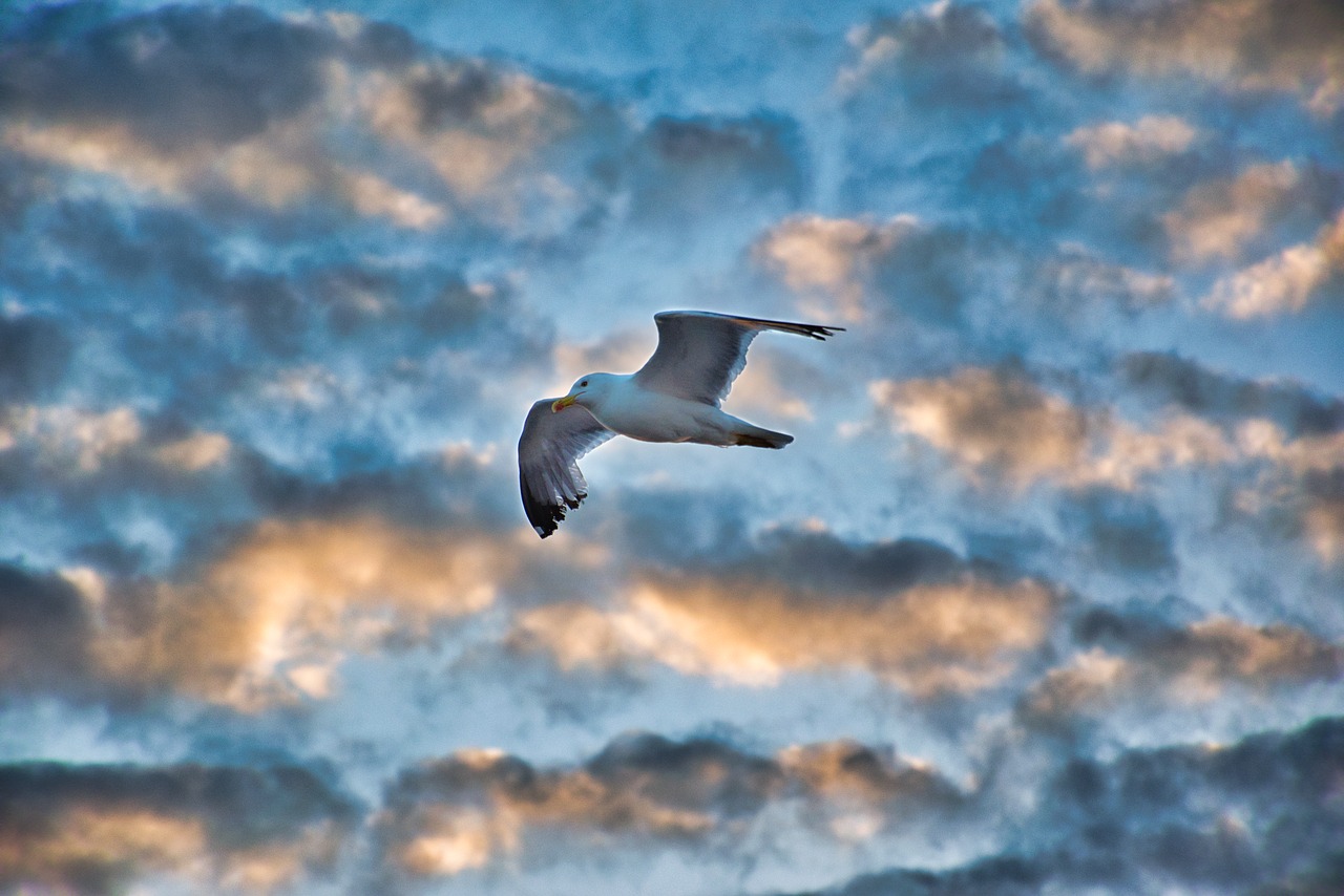 seagull  bird  sky free photo