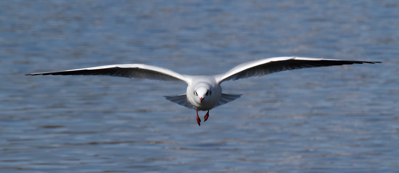seagull  bird  animal free photo