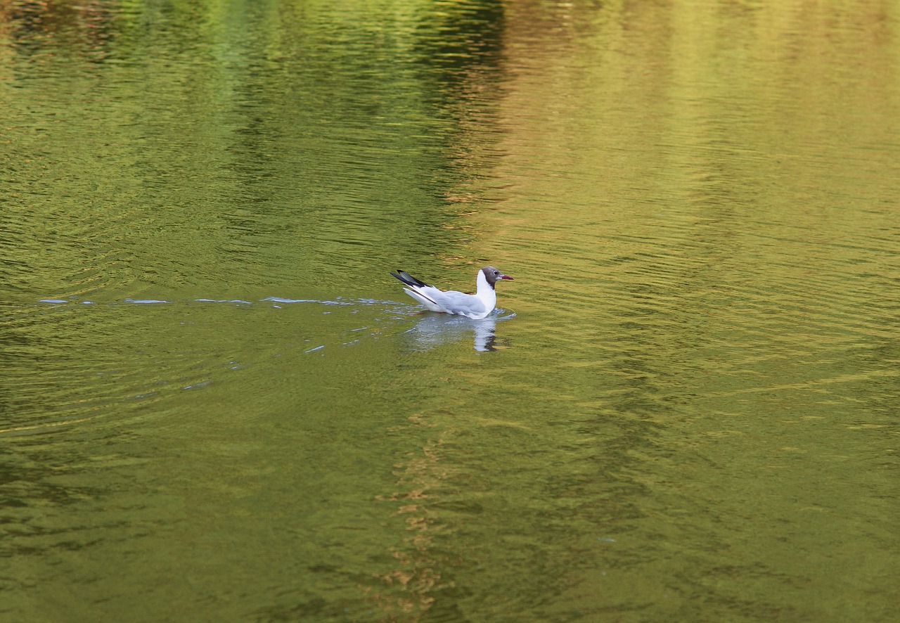 seagull  seagull śmieszka  water free photo
