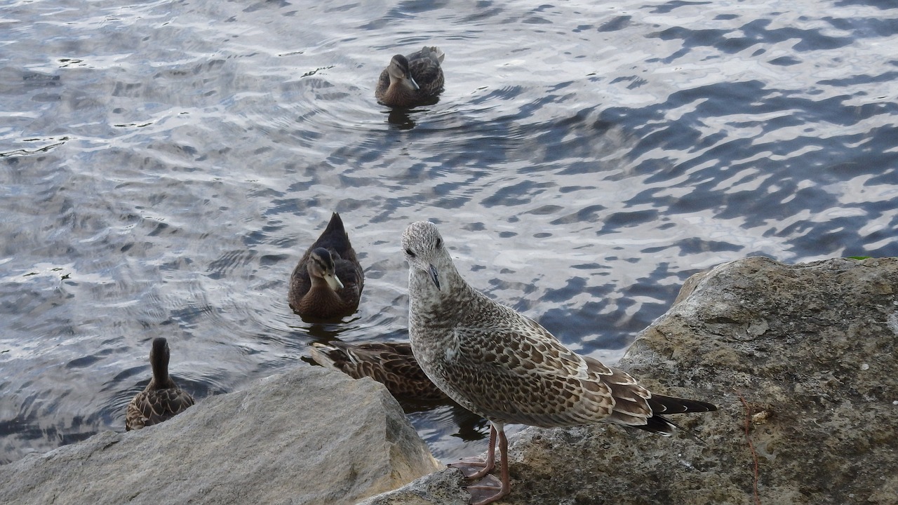 seagull  ducks  animals free photo