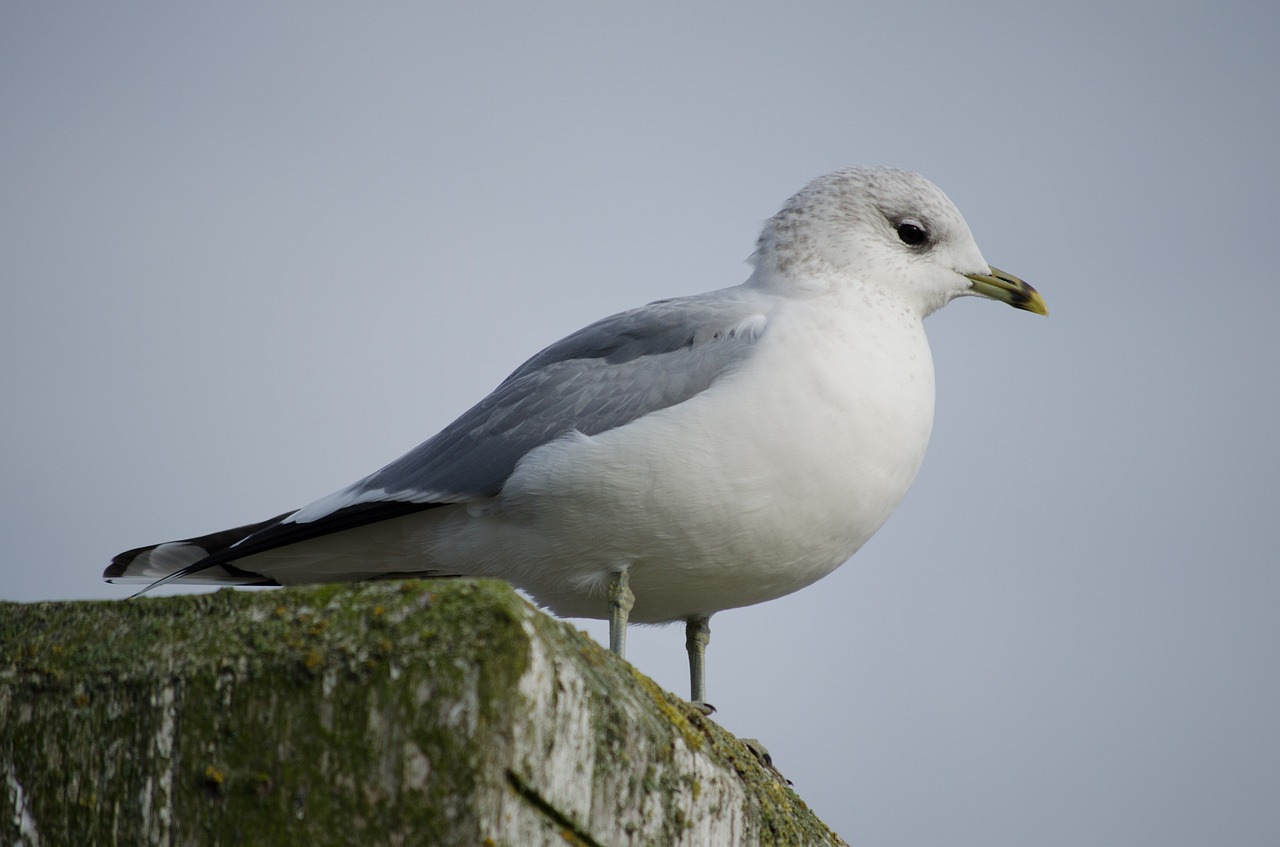 seagull  sea  beach free photo